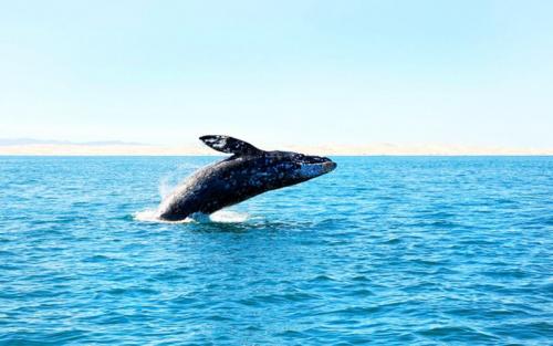 Paradise Hawaii Tours/夏威夷樂天旅游 - 夏威夷茂宜岛出海观鲸体验/ Whale watch 