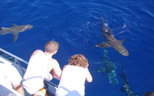 North Shore Shark Adventures - 鲨鱼笼浮潜体验 - Paradise Hawaii Tours - 乐天旅游
