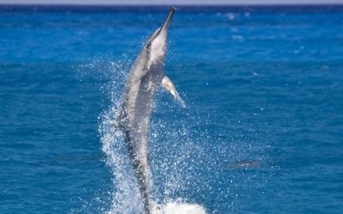 Paradise Hawaii Tours/夏威夷樂天旅游 -dolphin excursions/欧胡岛海豚浮潜（小船）