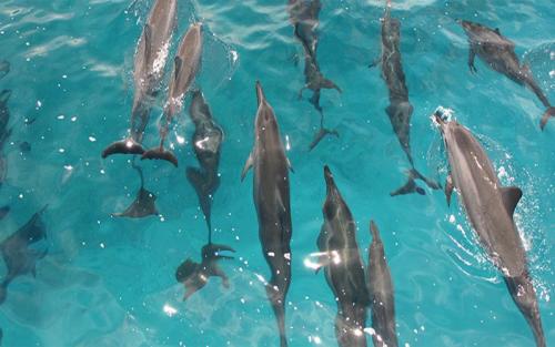 Paradise Hawaii Tours/夏威夷樂天旅游 - Dolphin Star/欧胡岛看野生海豚