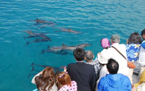 Paradise Hawaii Tours/夏威夷樂天旅游 - Dolphin Star/欧胡岛看野生海豚