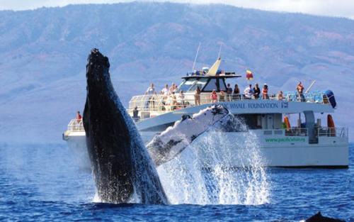 Paradise Hawaii Tours/夏威夷樂天旅游 - 夏威夷茂宜岛出海观鲸体验/ Whale watch 